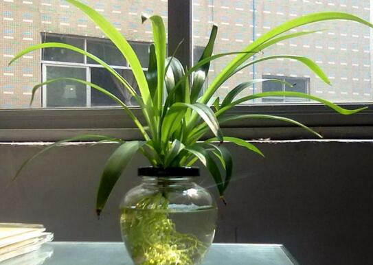 吊兰可以水养吗,可以/吊兰水培的方法及养护技巧