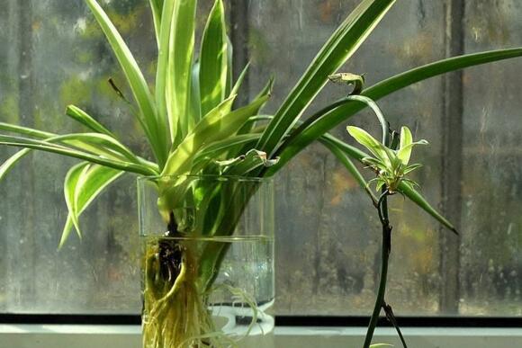 吊兰可以水养吗,可以/吊兰水培的方法及养护技巧