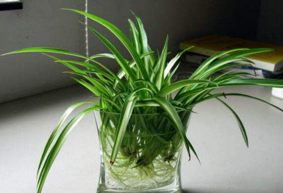 吊兰可以水养吗,可以/吊兰水培的方法及养护技巧