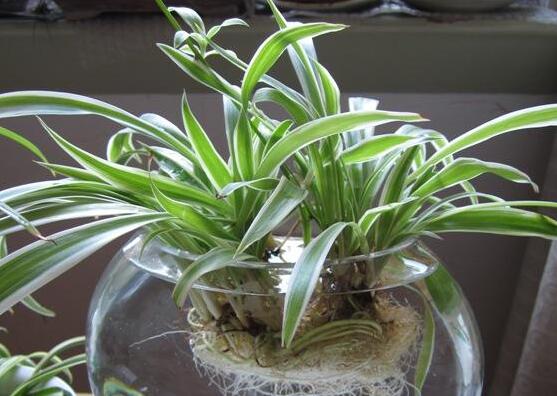 吊兰可以水养吗,可以/吊兰水培的方法及养护技巧