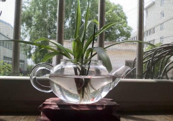 吊兰可以水养吗,可以/吊兰水培的方法及养护技巧