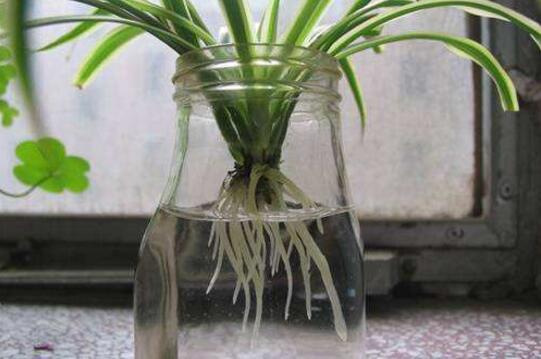 吊兰可以水养吗,可以/吊兰水培的方法及养护技巧