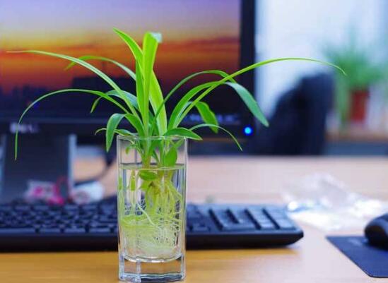 吊兰可以水养吗,可以/吊兰水培的方法及养护技巧