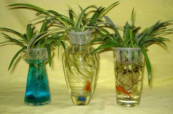 吊兰可以水养吗,可以/吊兰水培的方法及养护技巧