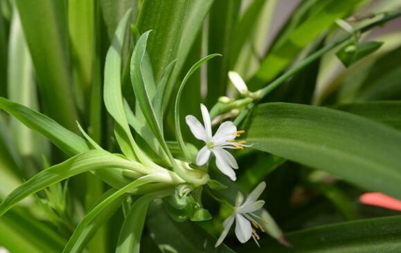 吊兰可以水养吗,可以/吊兰水培的方法及养护技巧