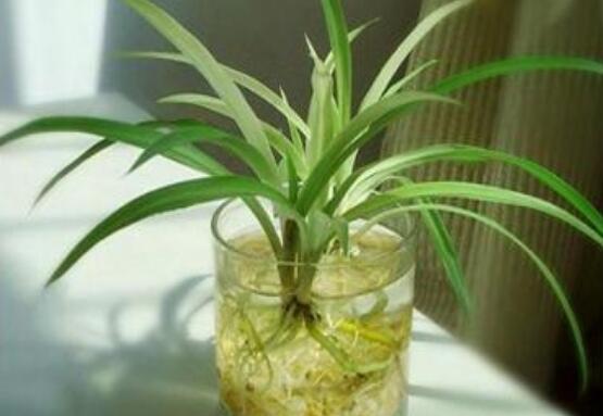 吊兰可以水养吗,可以/吊兰水培的方法及养护技巧