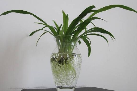 吊兰可以水养吗,可以/吊兰水培的方法及养护技巧