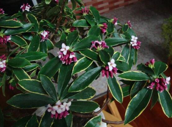 金边瑞香有毒吗,不仅没毒还有利风水增加财运和事业运