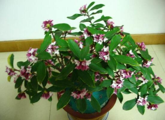 金边瑞香有毒吗,不仅没毒还有利风水增加财运和事业运