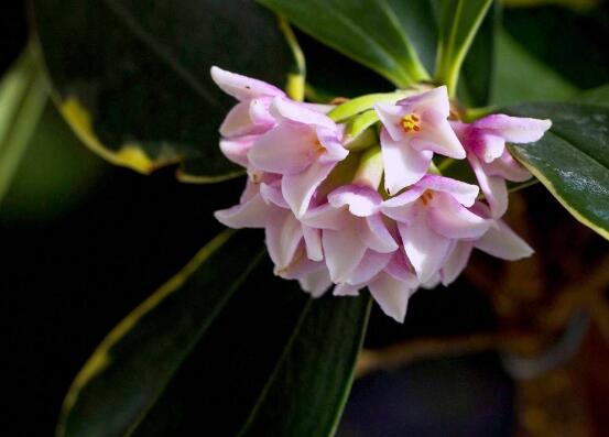 金边瑞香有毒吗,不仅没毒还有利风水增加财运和事业运