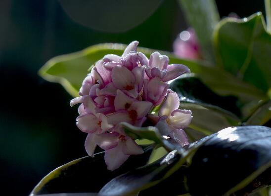 金边瑞香有毒吗,不仅没毒还有利风水增加财运和事业运