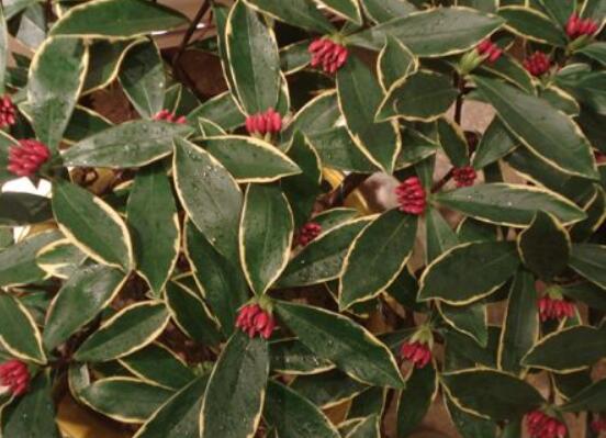 金边瑞香有毒吗,不仅没毒还有利风水增加财运和事业运