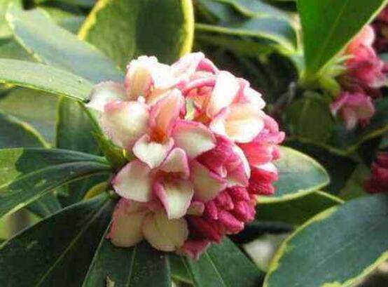 金边瑞香有毒吗,不仅没毒还有利风水增加财运和事业运