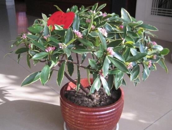 金边瑞香有毒吗,不仅没毒还有利风水增加财运和事业运