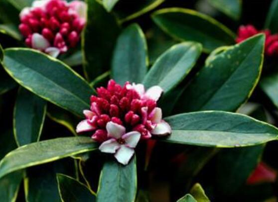 金边瑞香有毒吗,不仅没毒还有利风水增加财运和事业运