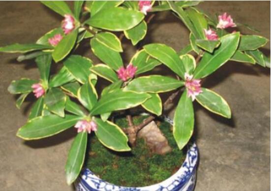 金边瑞香有毒吗,不仅没毒还有利风水增加财运和事业运