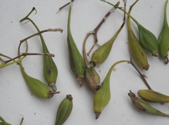 石斛如何在家庭里养殖,掌握好光照温差施肥浇水