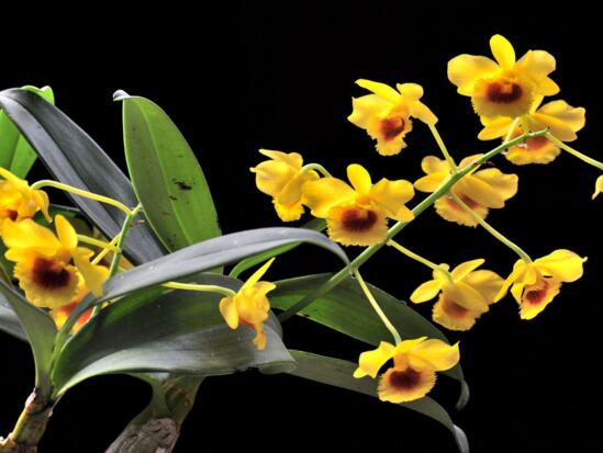 石斛如何在家庭里养殖,掌握好光照温差施肥浇水