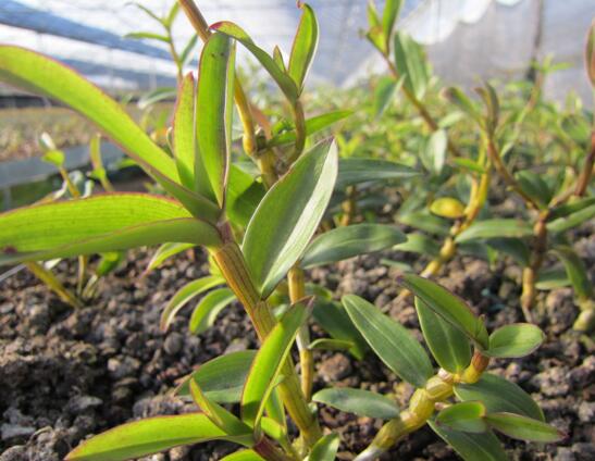 石斛如何在家庭里养殖,掌握好光照温差施肥浇水