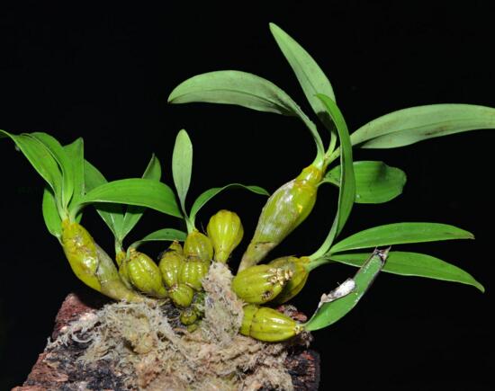 石斛如何在家庭里养殖,掌握好光照温差施肥浇水