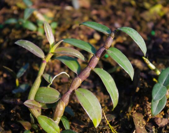 石斛如何在家庭里养殖,掌握好光照温差施肥浇水