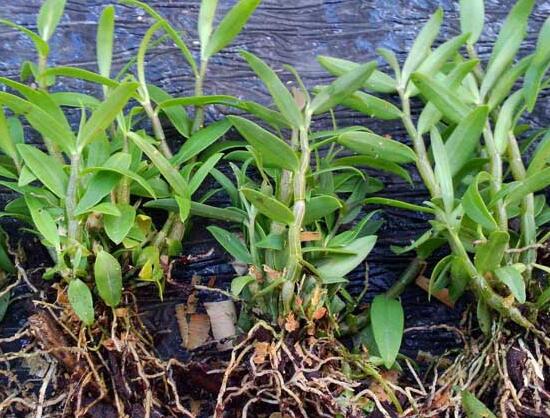 石斛如何在家庭里养殖,掌握好光照温差施肥浇水