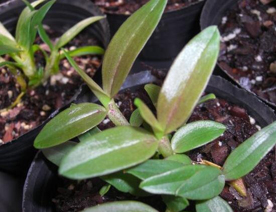 石斛如何在家庭里养殖,掌握好光照温差施肥浇水