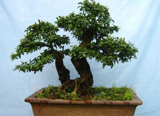 含笑花一年开几次花,含笑花花期在3~5月/一年开2次