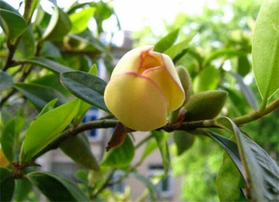 含笑花一年开几次花,含笑花花期在3~5月/一年开2次