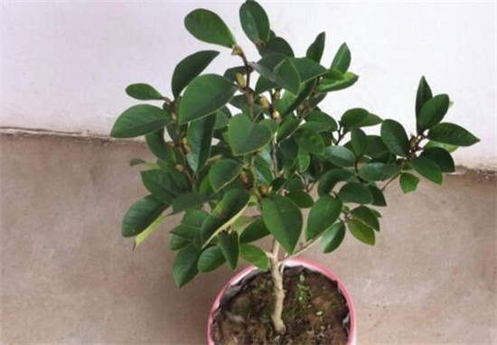 含笑花一年开几次花,含笑花花期在3~5月/一年开2次