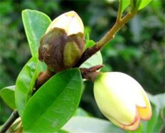 含笑花一年开几次花,含笑花花期在3~5月/一年开2次