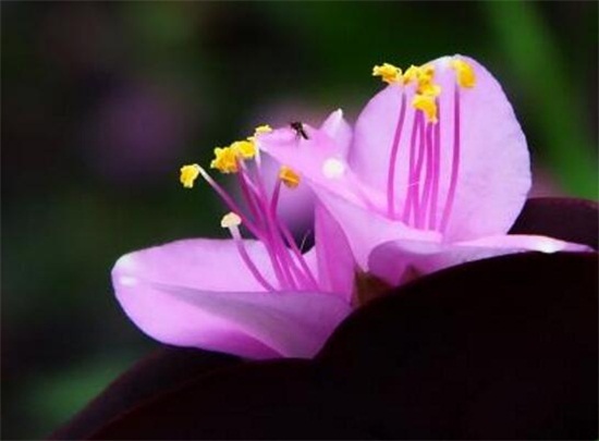 紫罗兰花的养殖方法,4个步骤教你养殖美丽的紫罗兰花