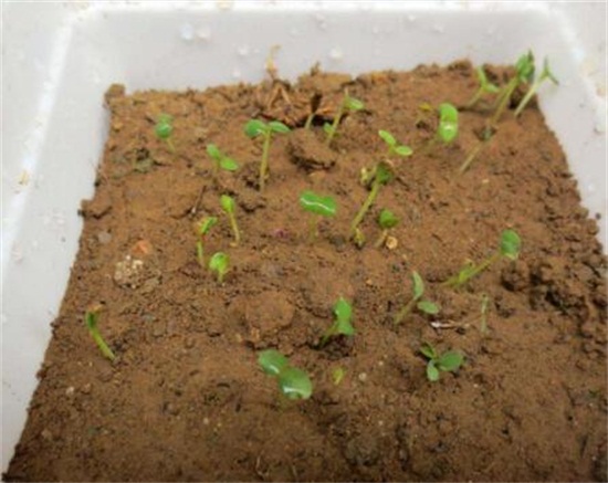 紫罗兰花的养殖方法,4个步骤教你养殖美丽的紫罗兰花