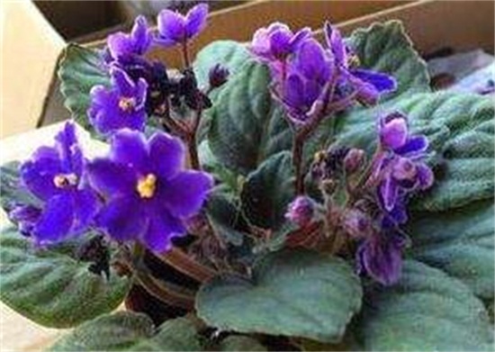 紫罗兰花的养殖方法,4个步骤教你养殖美丽的紫罗兰花