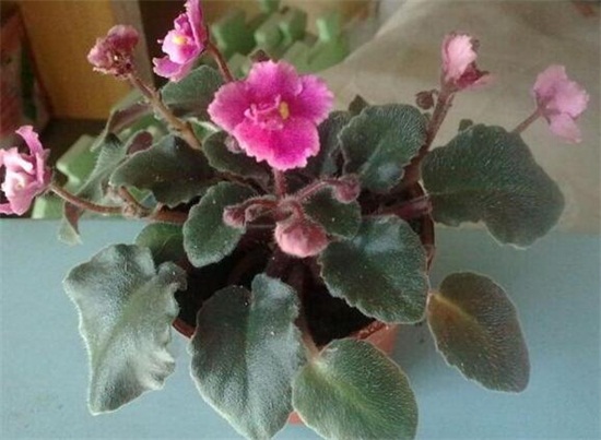 紫罗兰花的养殖方法,4个步骤教你养殖美丽的紫罗兰花