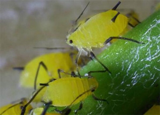 紫罗兰花的养殖方法,4个步骤教你养殖美丽的紫罗兰花