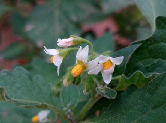 龙葵的种植方法,5个步骤立即种活龙葵