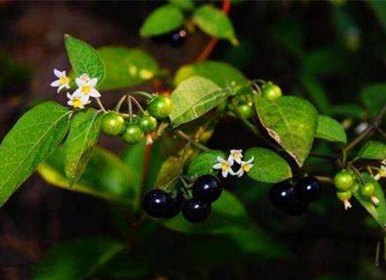 龙葵的种植方法,5个步骤立即种活龙葵