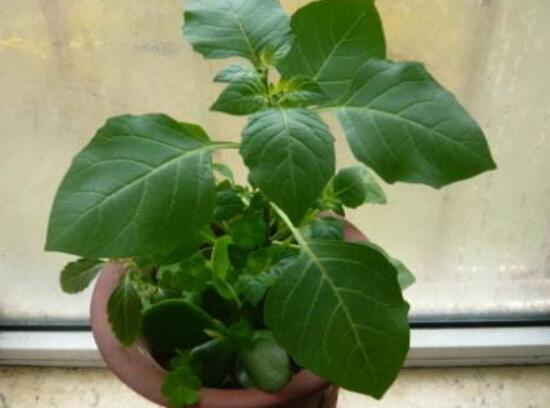 龙葵的种植方法,5个步骤立即种活龙葵
