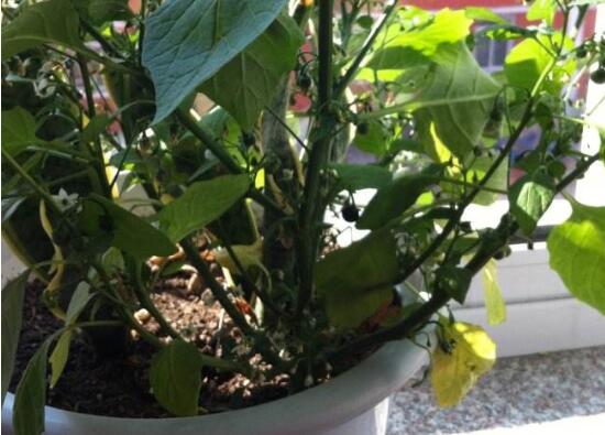 龙葵的种植方法,5个步骤立即种活龙葵