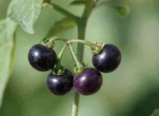 龙葵的种植方法,5个步骤立即种活龙葵