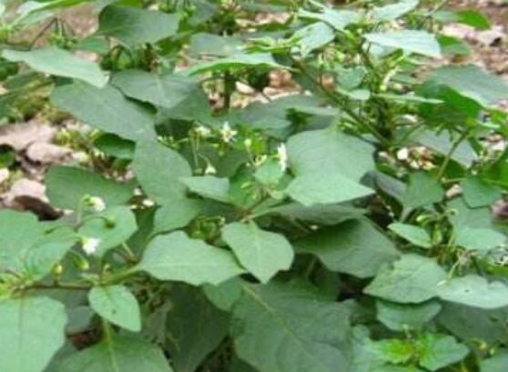 龙葵的种植方法,5个步骤立即种活龙葵