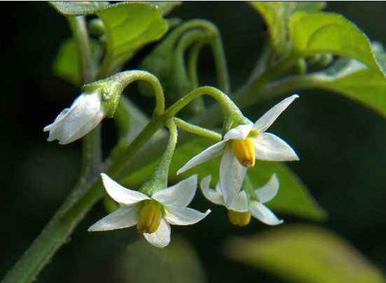 龙葵的种植方法,5个步骤立即种活龙葵