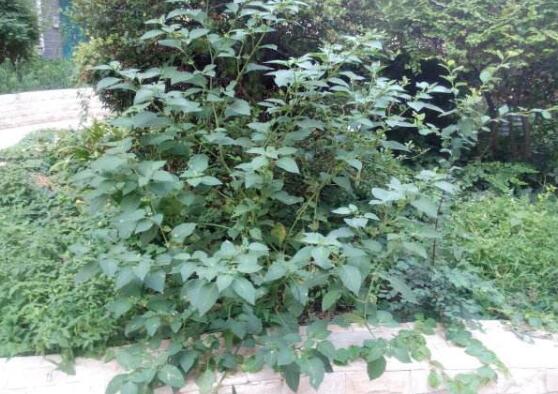 龙葵的种植方法,5个步骤立即种活龙葵