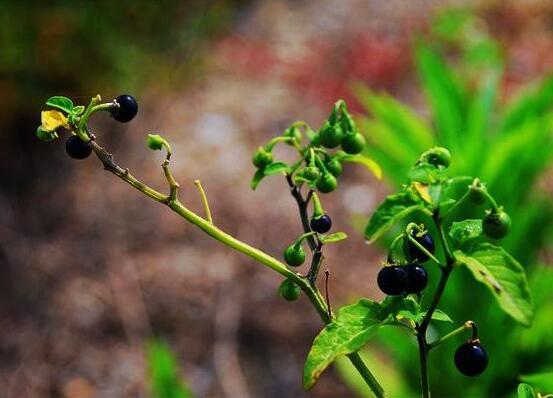 龙葵的种植方法,5个步骤立即种活龙葵