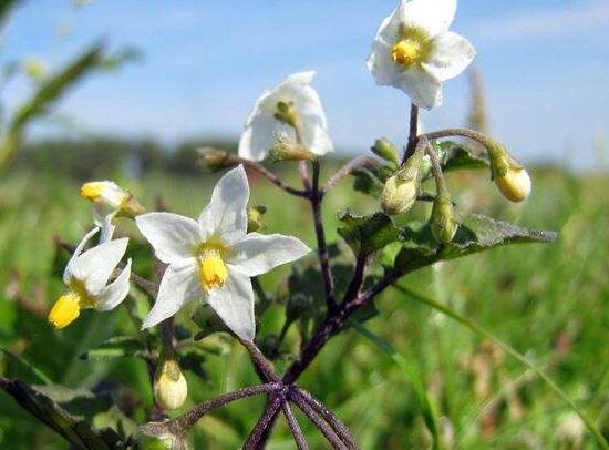 龙葵的种植方法,5个步骤立即种活龙葵