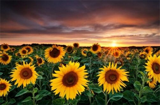 向日葵的花语和寓意,太阳/沉默的爱(寓意勇敢追求幸福)