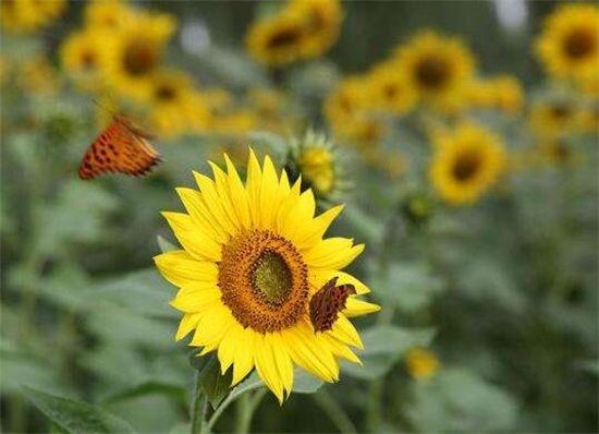 向日葵的花语和寓意,太阳/沉默的爱(寓意勇敢追求幸福)