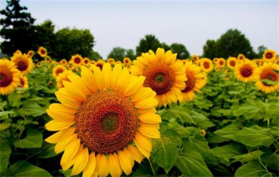 向日葵的花语和寓意,太阳/沉默的爱(寓意勇敢追求幸福)