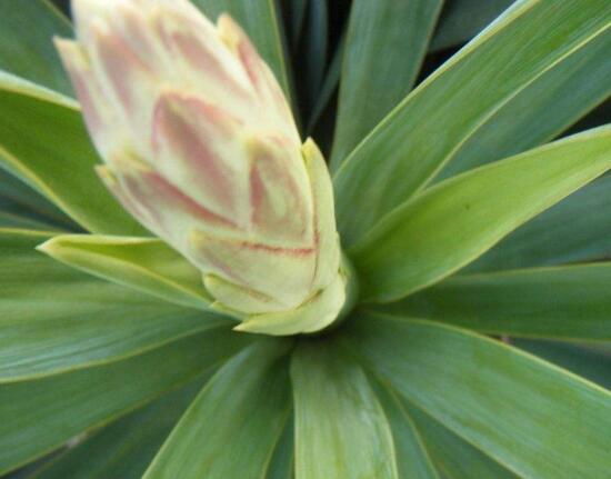 剑麻和凤尾兰的区别,五个方面准确辨别剑麻和凤尾兰